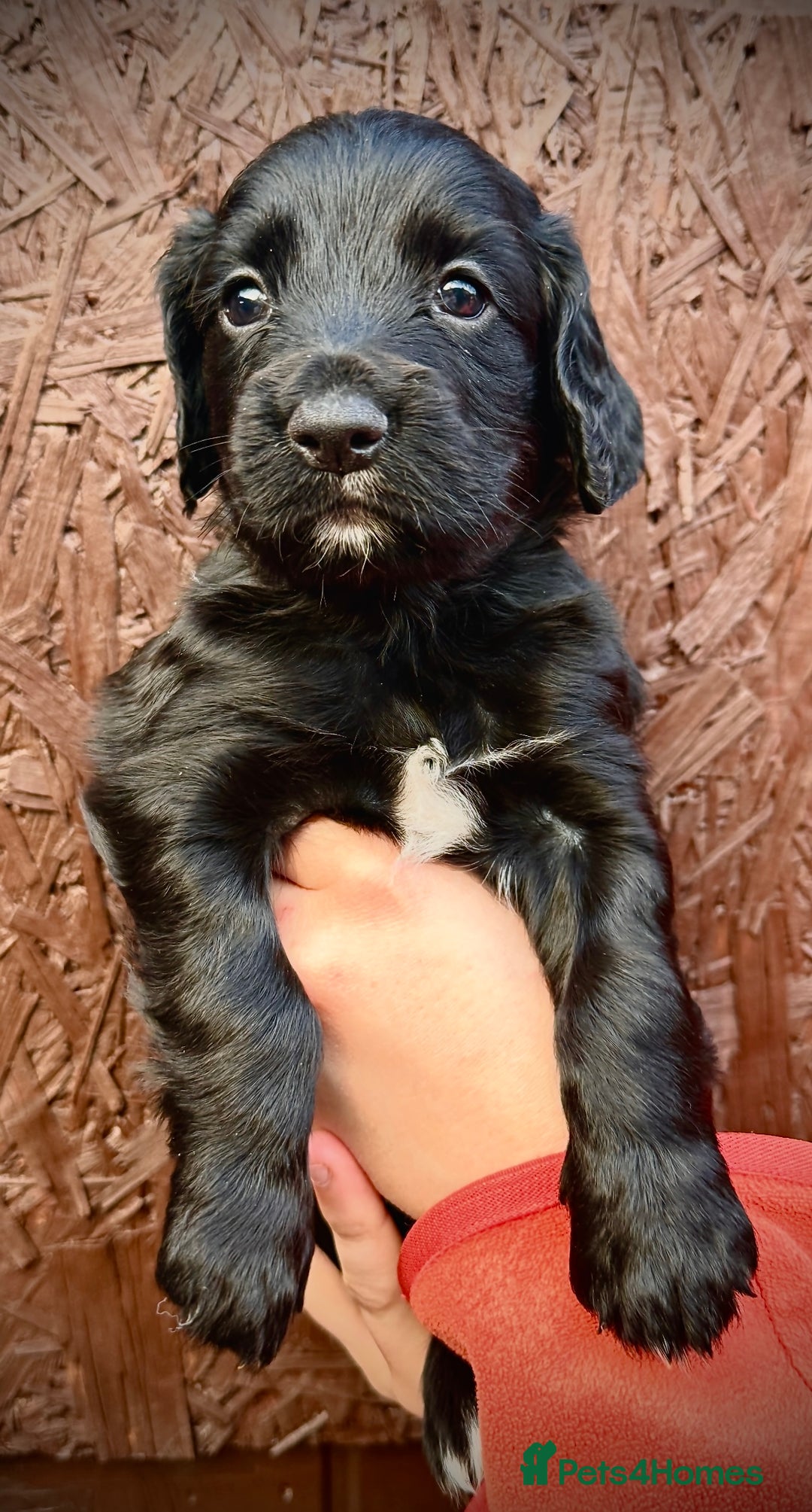 Cocker Spaniel dogs for sale: KC REG Cocker Spaniels - Image 2