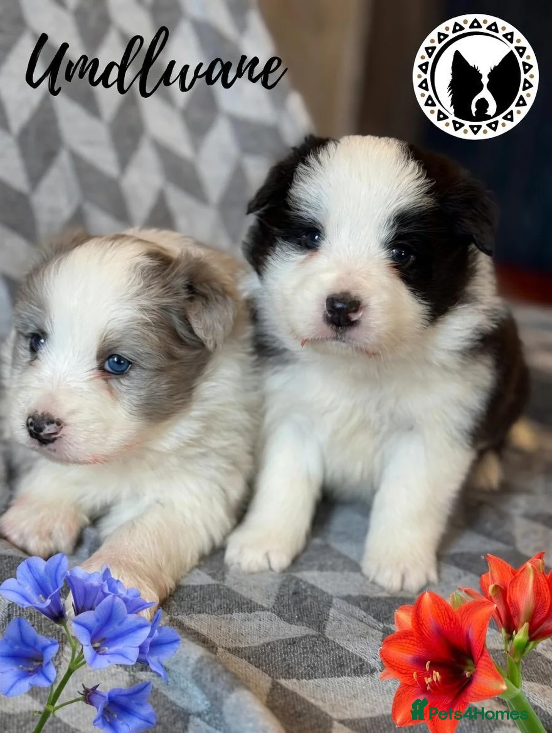 Border Collie dogs for sale: (KC reg pending) Border Collie Puppies For Sale - Advert 1