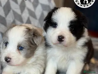 Border Collie dogs for sale: (KC reg pending) Border Collie Puppies For Sale - Advert 1