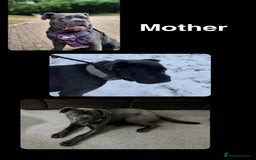 Cane Corso dogs for sale: Pedigree Cane Corso Pups - Ready Now - Image 24