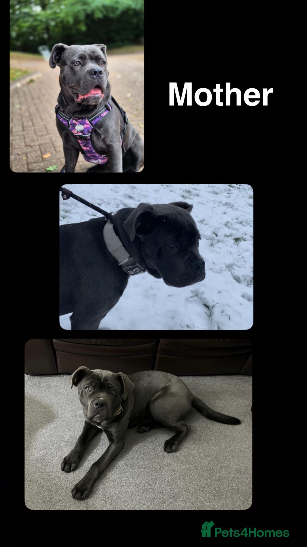 Cane Corso dogs for sale: Pedigree Cane Corso Pups - Ready Now - Image 24