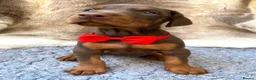Dobermann dogs for sale: KC REG HEALTH TESTED EUROPEAN DOBERMAN PUPPIES - Advert 19