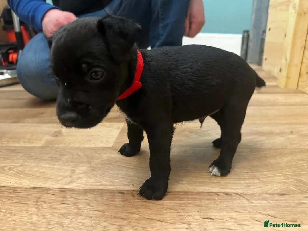 Patterdale Terrier dogs for sale: Docked Patterdale Black Puppies  - Advert 16