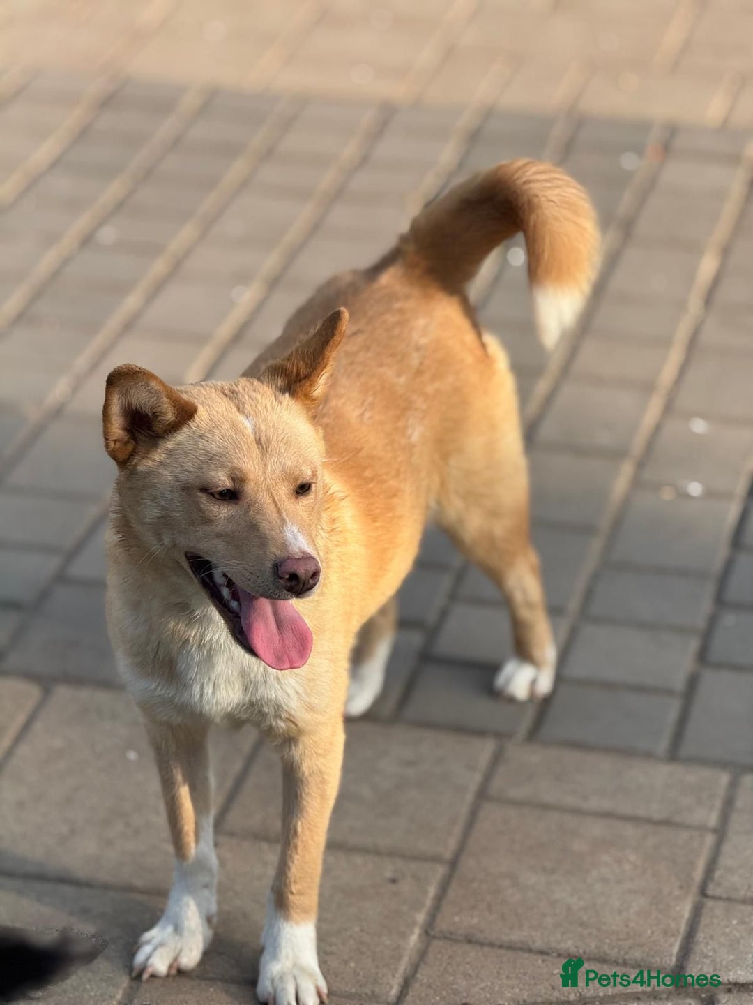 Mixed Breed dogs for adoption: Gorgeous Bill ready for his home - Advert 6