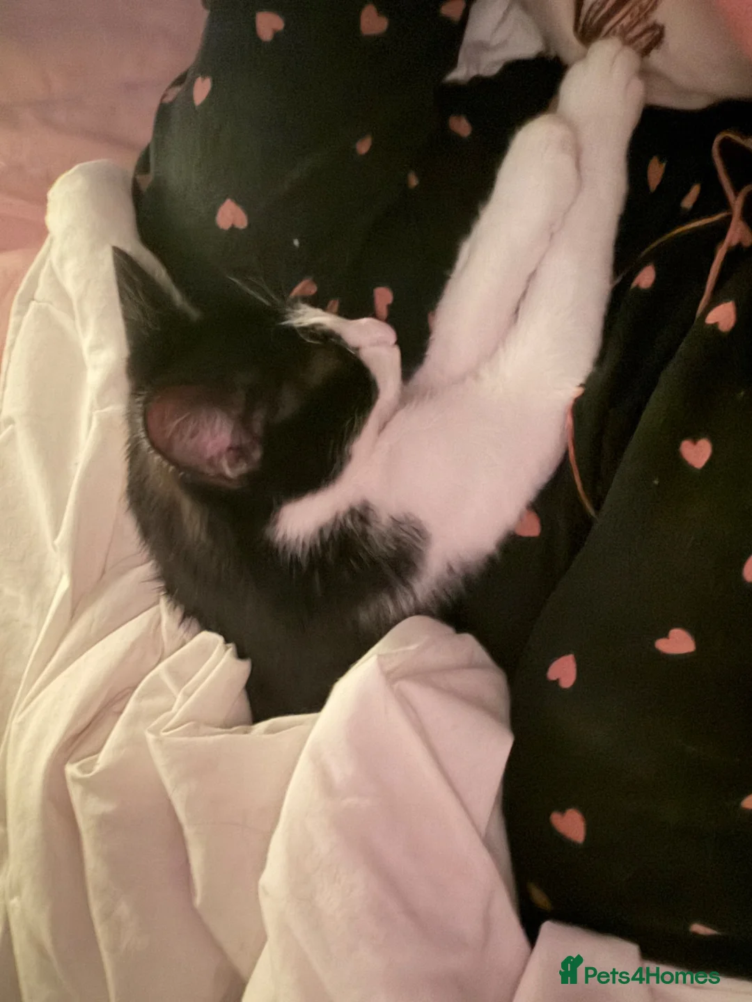 Mixed Breed cats for sale: 6 month old kitten needs rehoming  - Advert 2