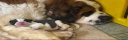 Saint Bernard dogs for sale: Stunning Chunky KC reg ST Bernard puppies for sale - Advert 11