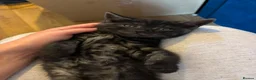 Mixed Breed cats for sale: Bengal/British Shorthair in Waterlooville - Advert 7