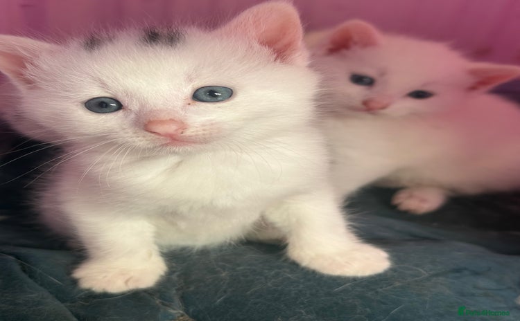 Khao Manee cats - Advert 1