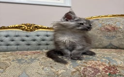 Maine Coon cats for sale: XXL Russian bloodline Maine Coon Kittens 20+Gen!🏆 - Image 6