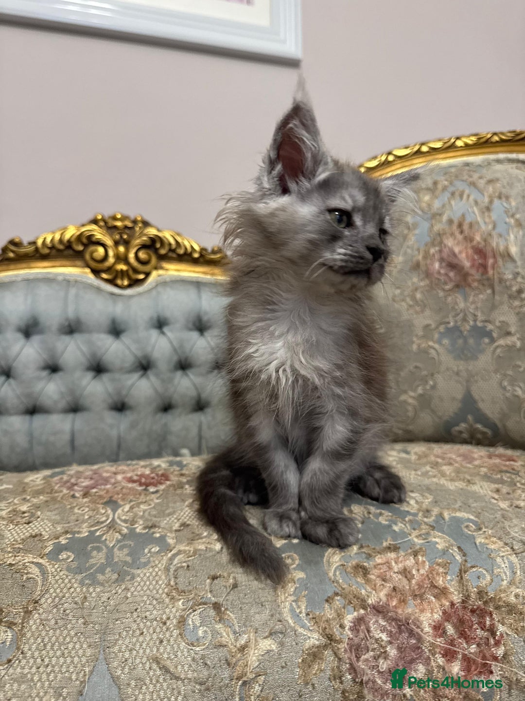 Maine Coon cats for sale: XXL Russian bloodline Maine Coon Kittens 20+Gen!🏆 - Image 6