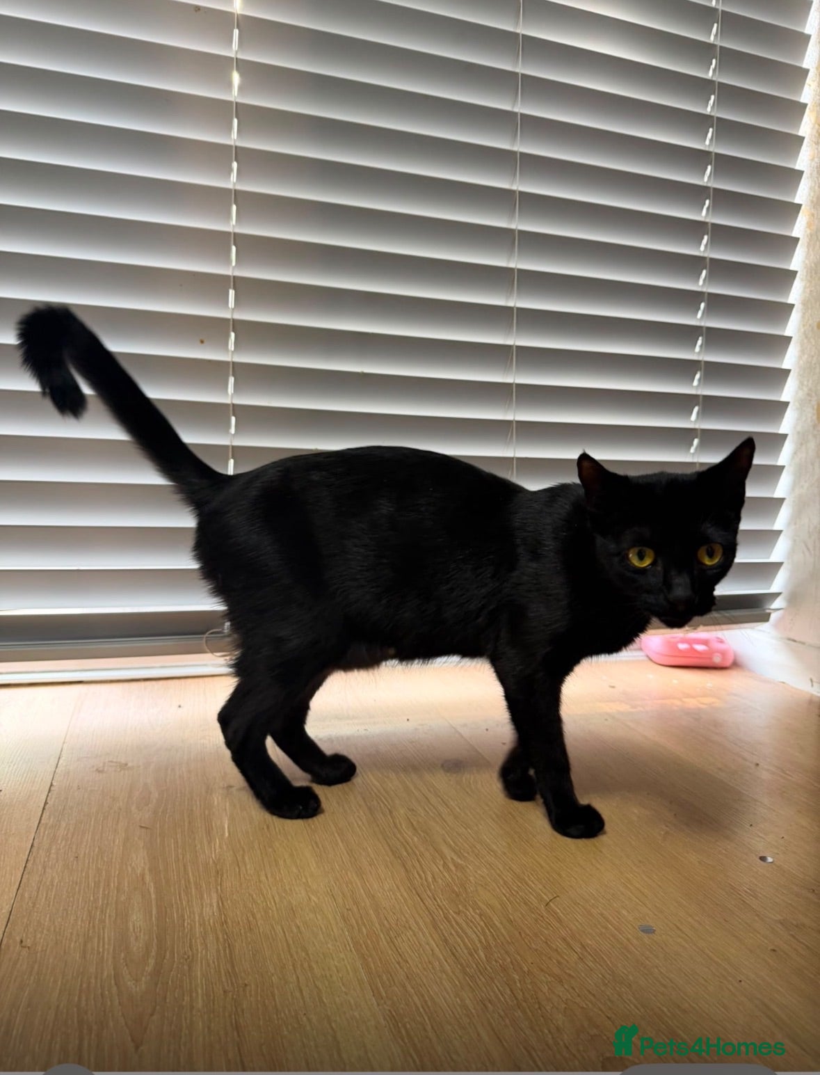 Mixed Breed cats Black kittens for sale litter tray trained  - Advert 1