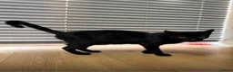 Mixed Breed cats for sale: Black kittens for sale litter tray trained  - Advert 1
