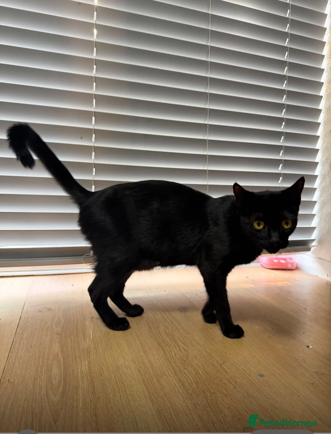 Mixed Breed cats for sale: Black kittens for sale litter tray trained  - Advert 1