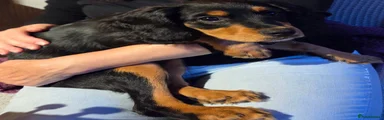 Tigerlilly