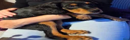 Cavapoo dogs for sale: Cavalier king Charles puppies 9 weeks old - Advert 3