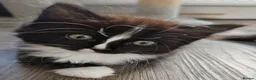 Ragdoll cats for sale: Ragdoll kittens - Advert 9