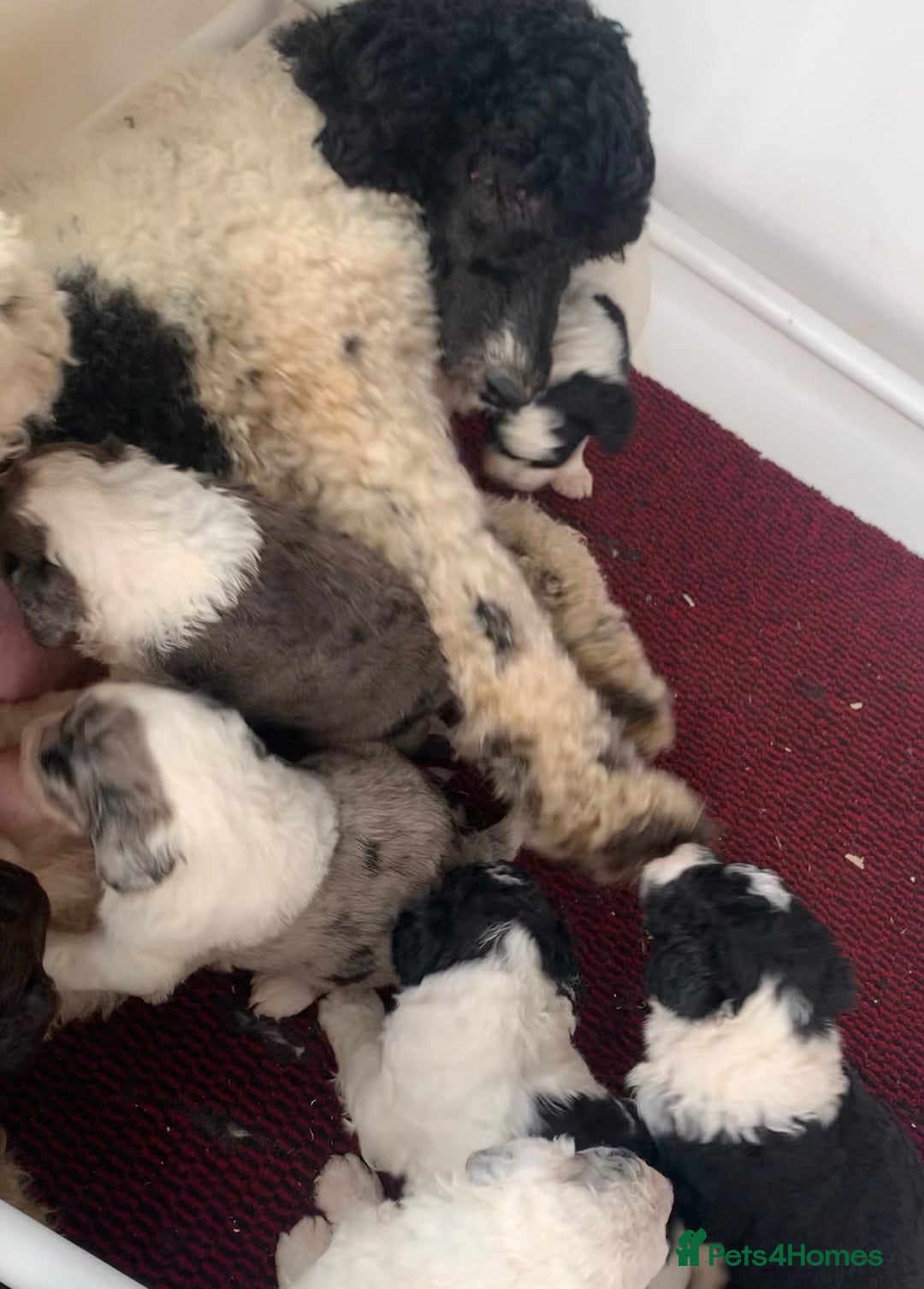 Sheepadoodle dogs for sale: Standard Sheepadoodle READY NOW - Advert 3