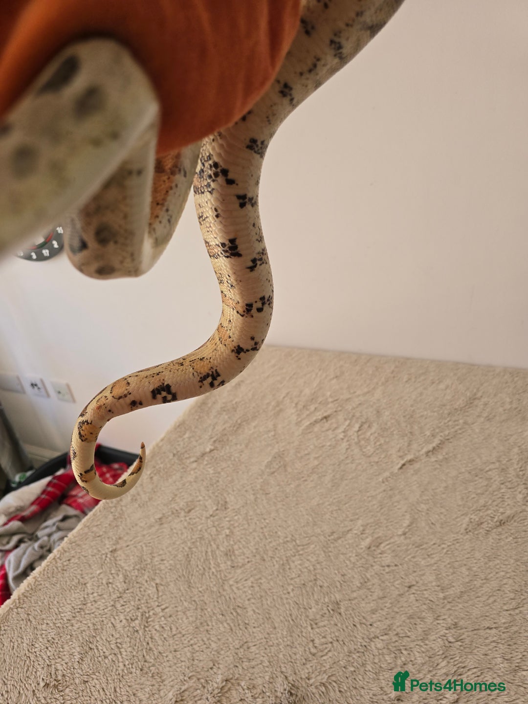 Boa Snake reptiles for sale: 2022 Male Paraglow Boa – 100% het Anery - Image 7