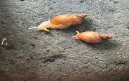 Snails invertebrates for sale: Albino Land snail 🐌 babies - Image 2