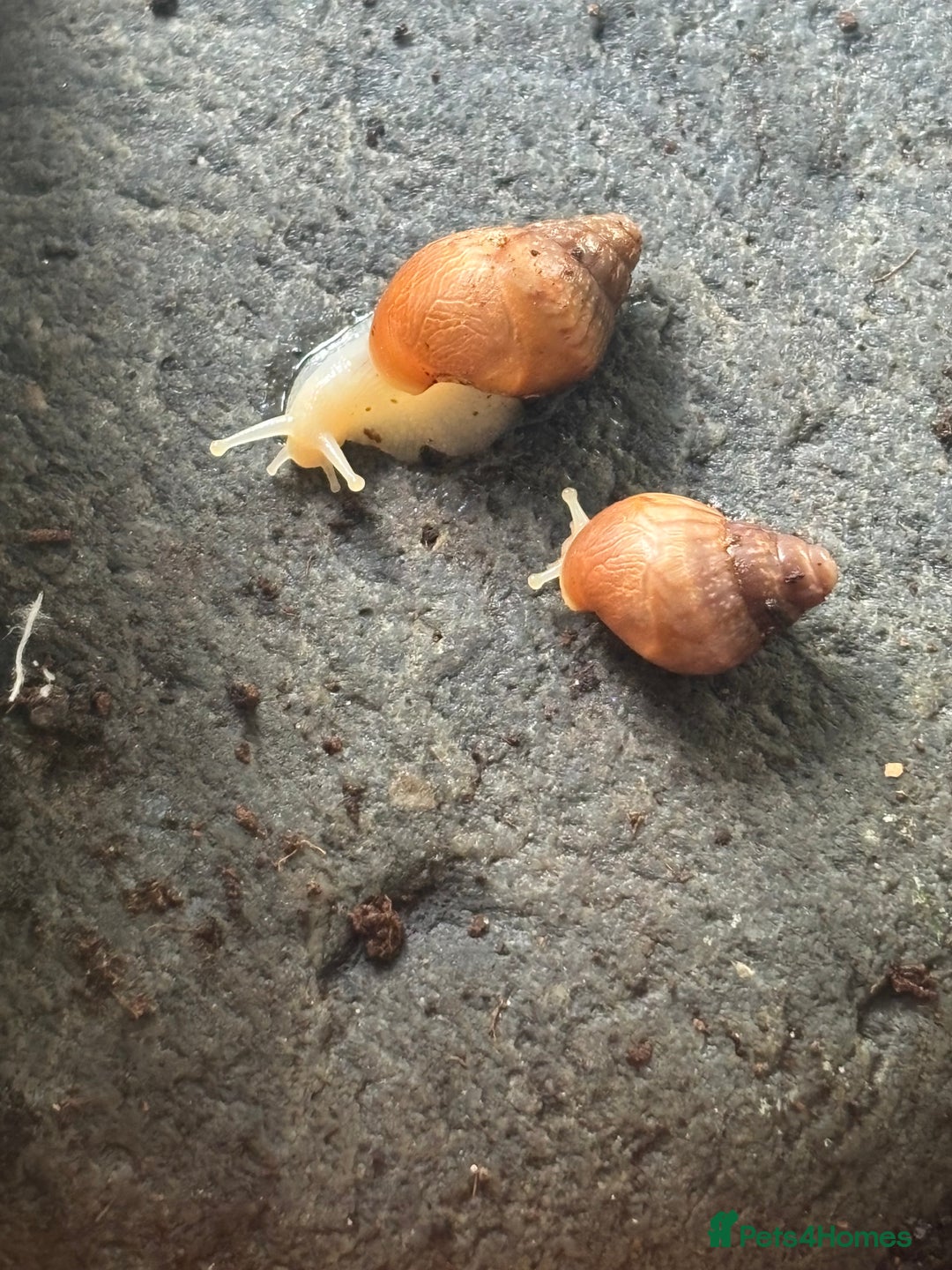 Snails invertebrates for sale: Albino Land snail 🐌 babies - Image 2