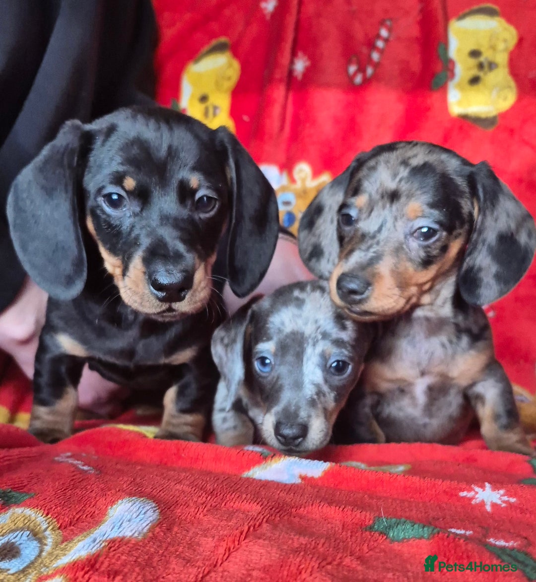 Dachshund dogs for sale: Stunning litter of dachsunds  - Advert 4