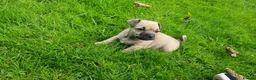 Mixed Breed dogs for sale: Gorgeous little pug mix puppies in Dungannon - Advert 12