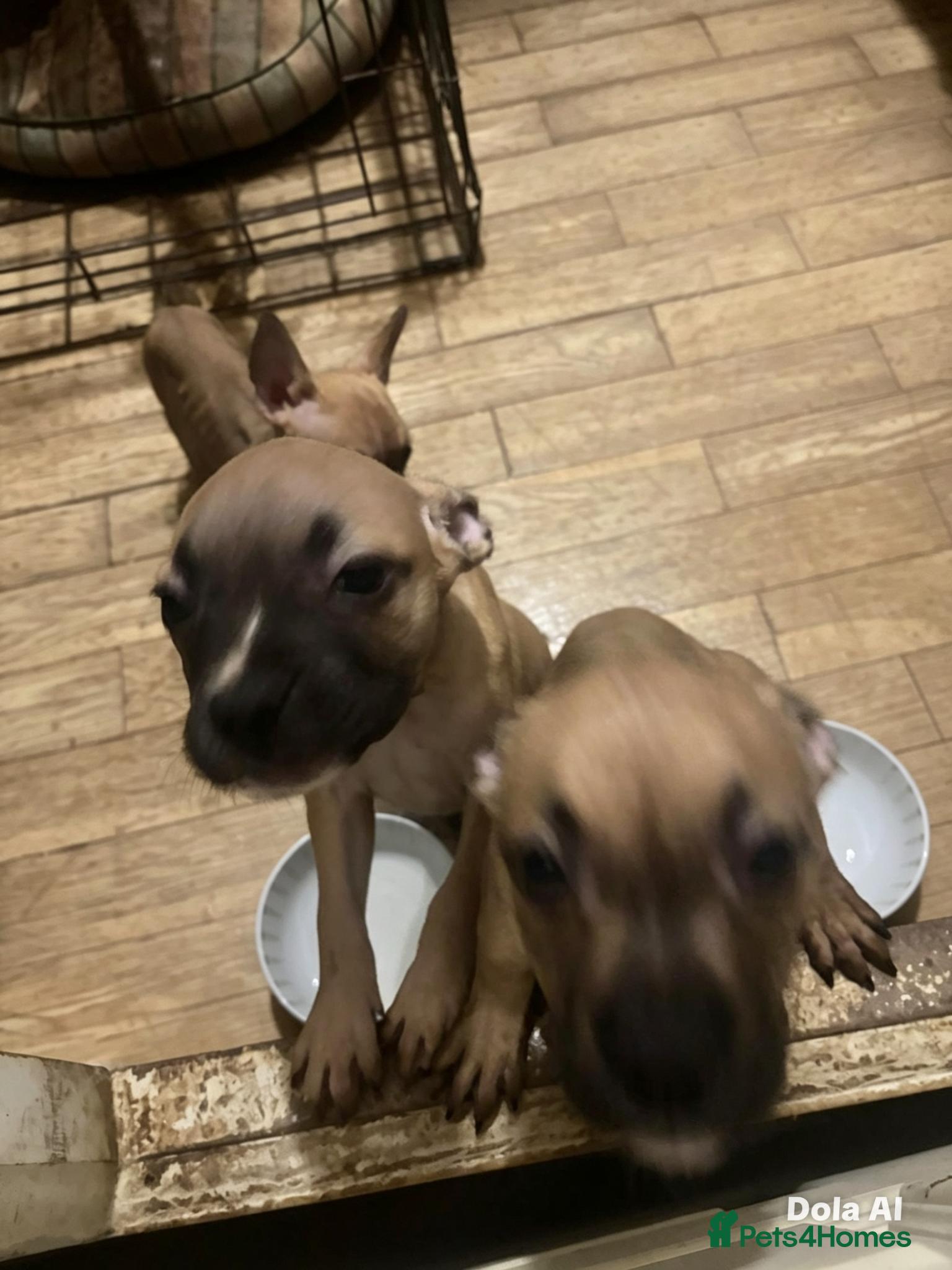 Mixed Breed dogs 3 10 week old pups  - Advert 1