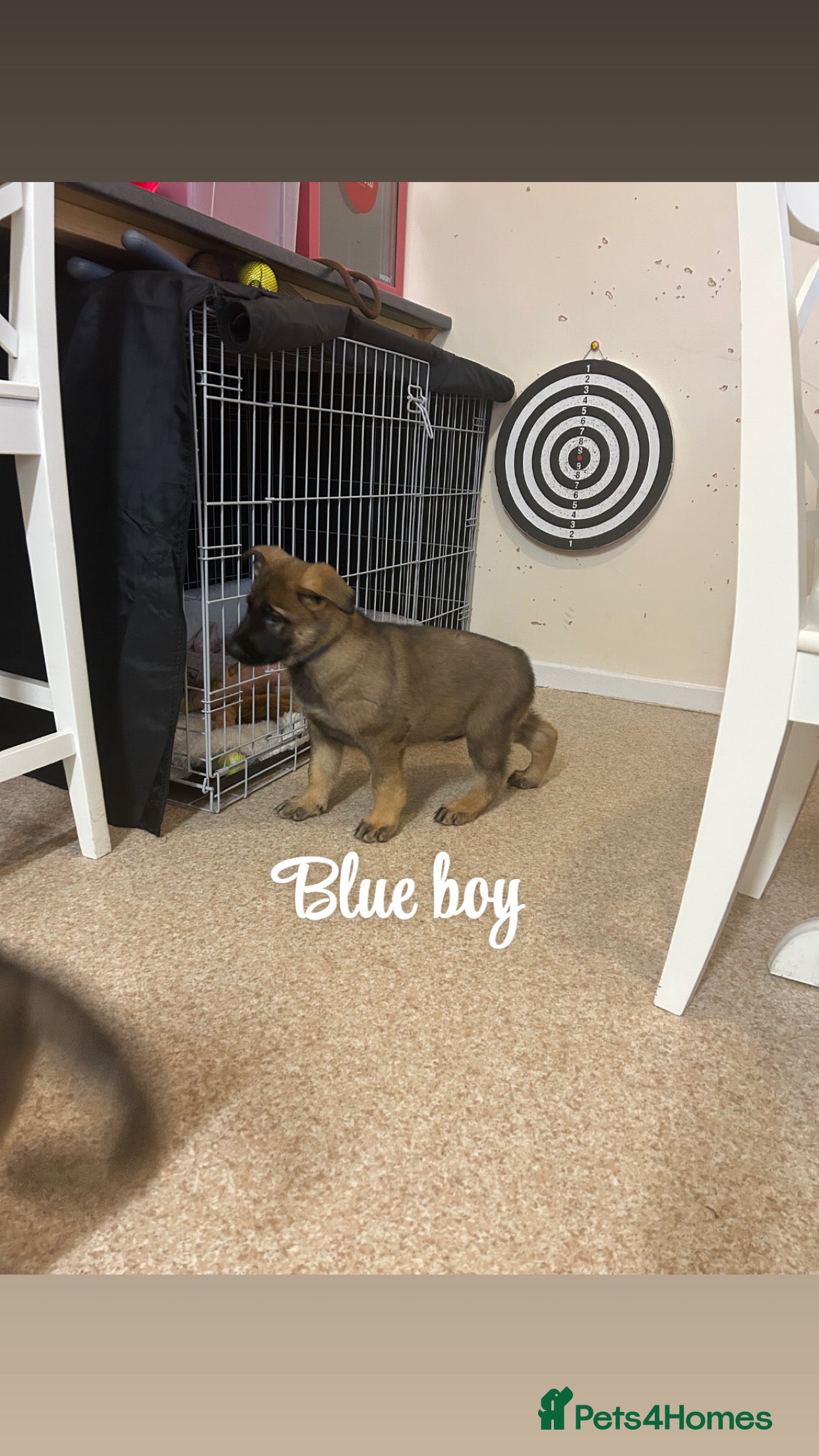 German Shepherd dogs Kc reg German shepherd puppy 1 BOY LEFT - Advert 5