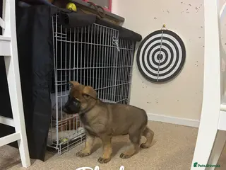 German Shepherd dogs Kc reg German shepherd puppy 1 BOY LEFT - Advert 5