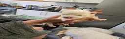 Samoyed dogs for sale: KC registered Pure Bred Samoyed Puppies - Advert 14