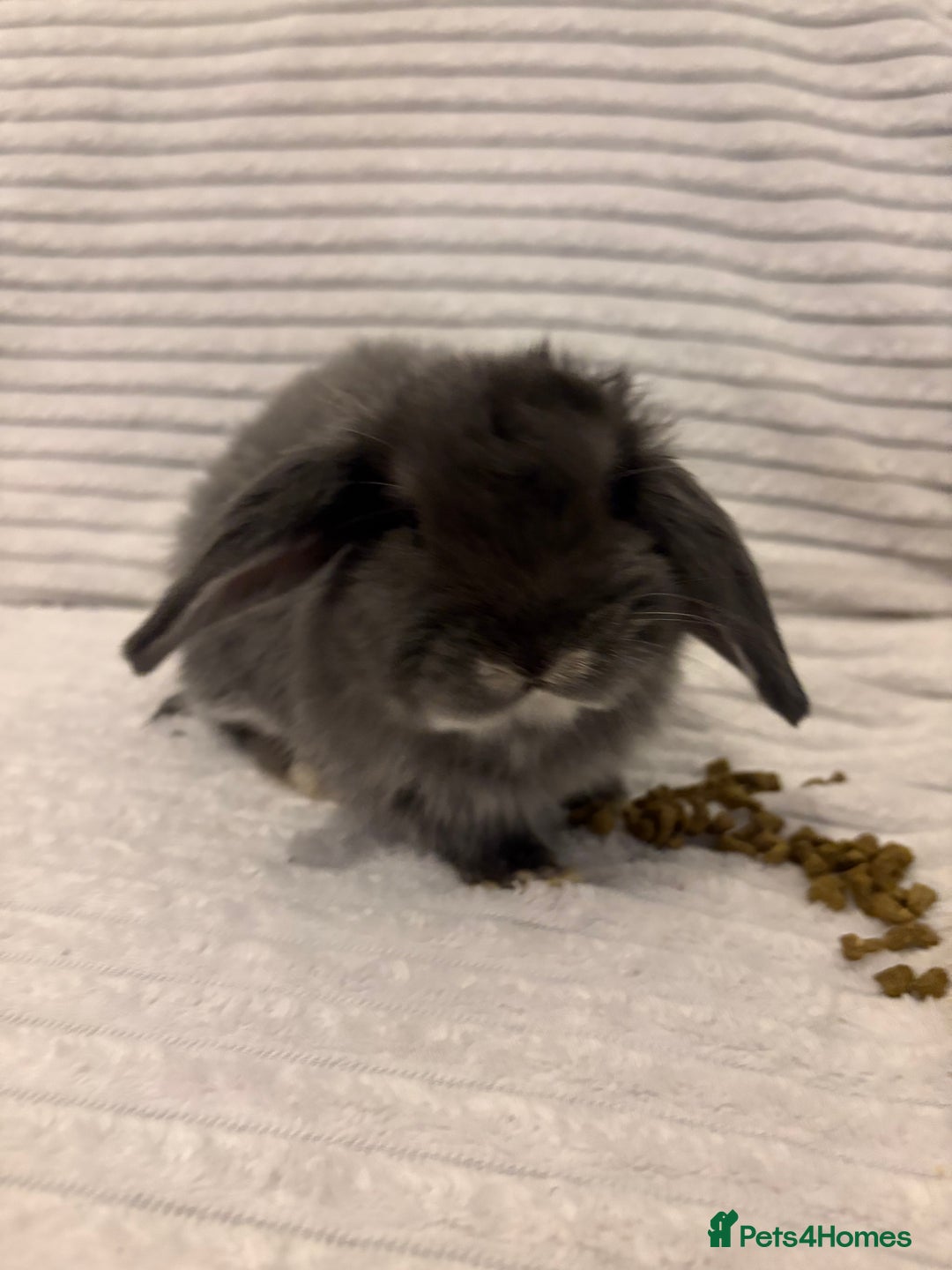 Mini Lop rabbits for sale: Lovely little mini lop baby bunny rabbits - Advert 16