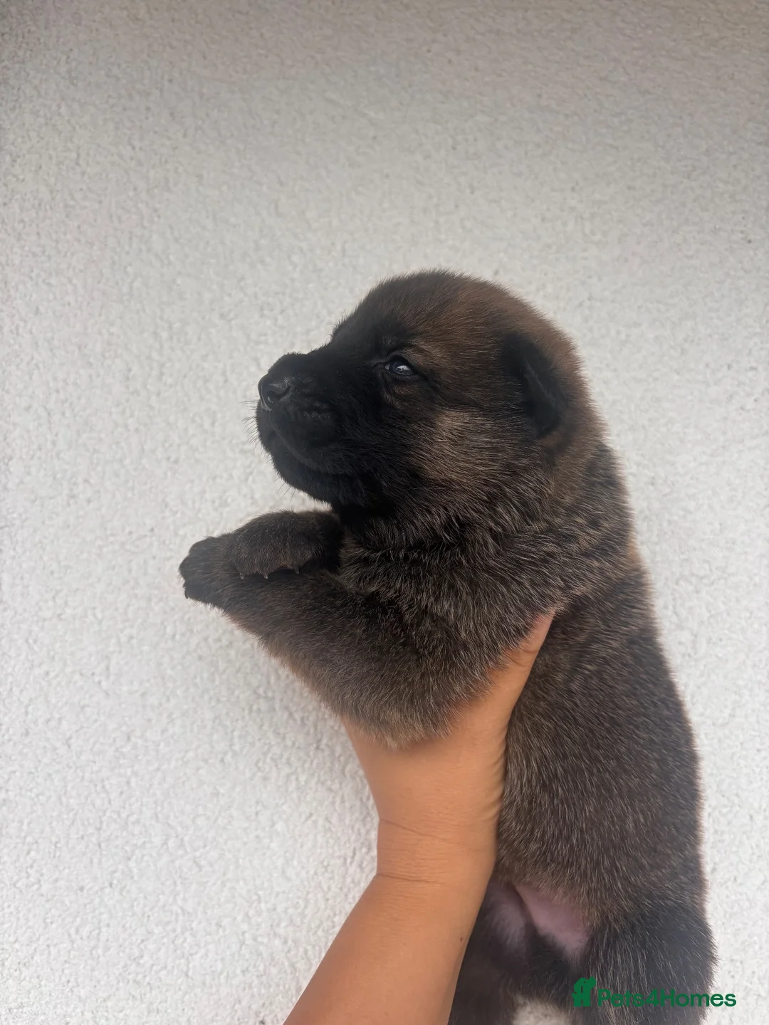 Mixed Breed dogs for sale: Beautiful GSD x Belgian Malinois Pups  - Advert 14