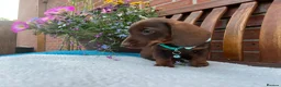 Dachshund dogs for sale: 💎💎 Rare Solid Blue & Choc & Tan Mini Dachshunds  - Advert 10
