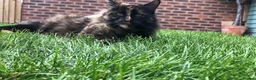 British Longhair cats for sale: Female cat looking for a new home! in Spalding - Advert 12