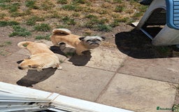Mixed Breed dogs for sale: Beautiful puppies ready now  - Image 3