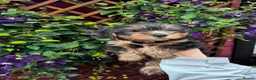 Yorkshire Terrier dogs for sale: Yorkshire Terrier Puppies  - Advert 14