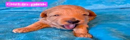 Maltipoo dogs for sale: Beautiful Maltipoo Puppies – Available to Reserve  - Advert 8