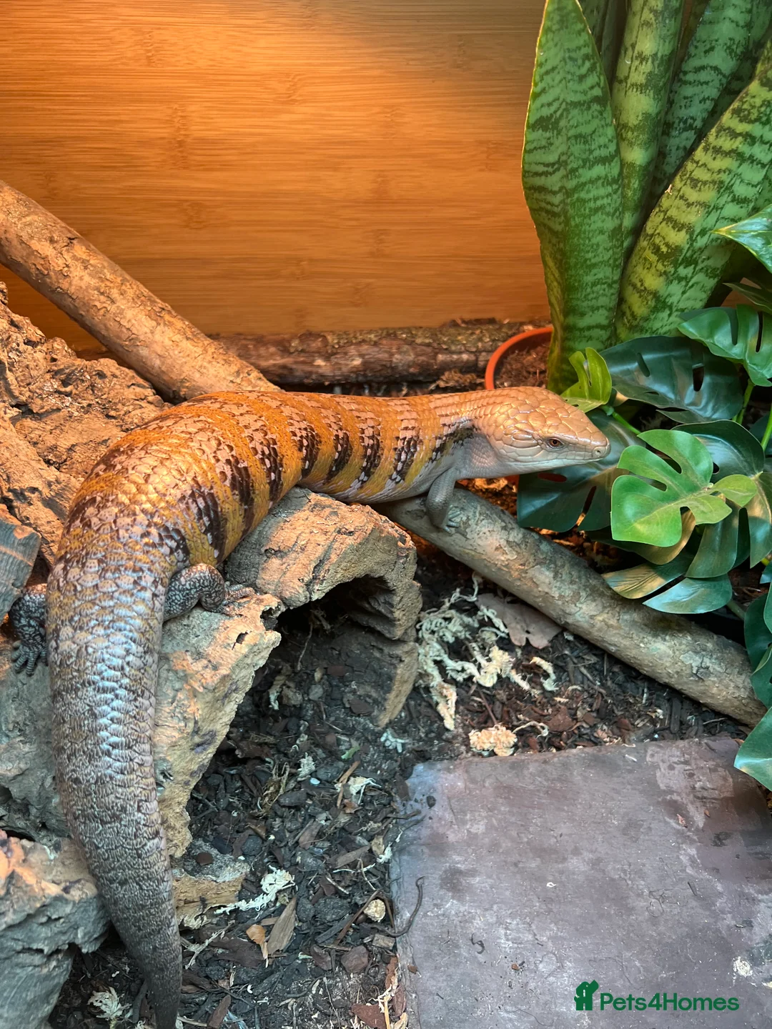 Skink reptiles for sale: Female Northern Blue Tongue Skink - Advert 6