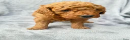 Cavapoo dogs for sale: 💙 Stunning F1B Deep Red Toy Cavapoo’s 💙 in Newark - Advert 21