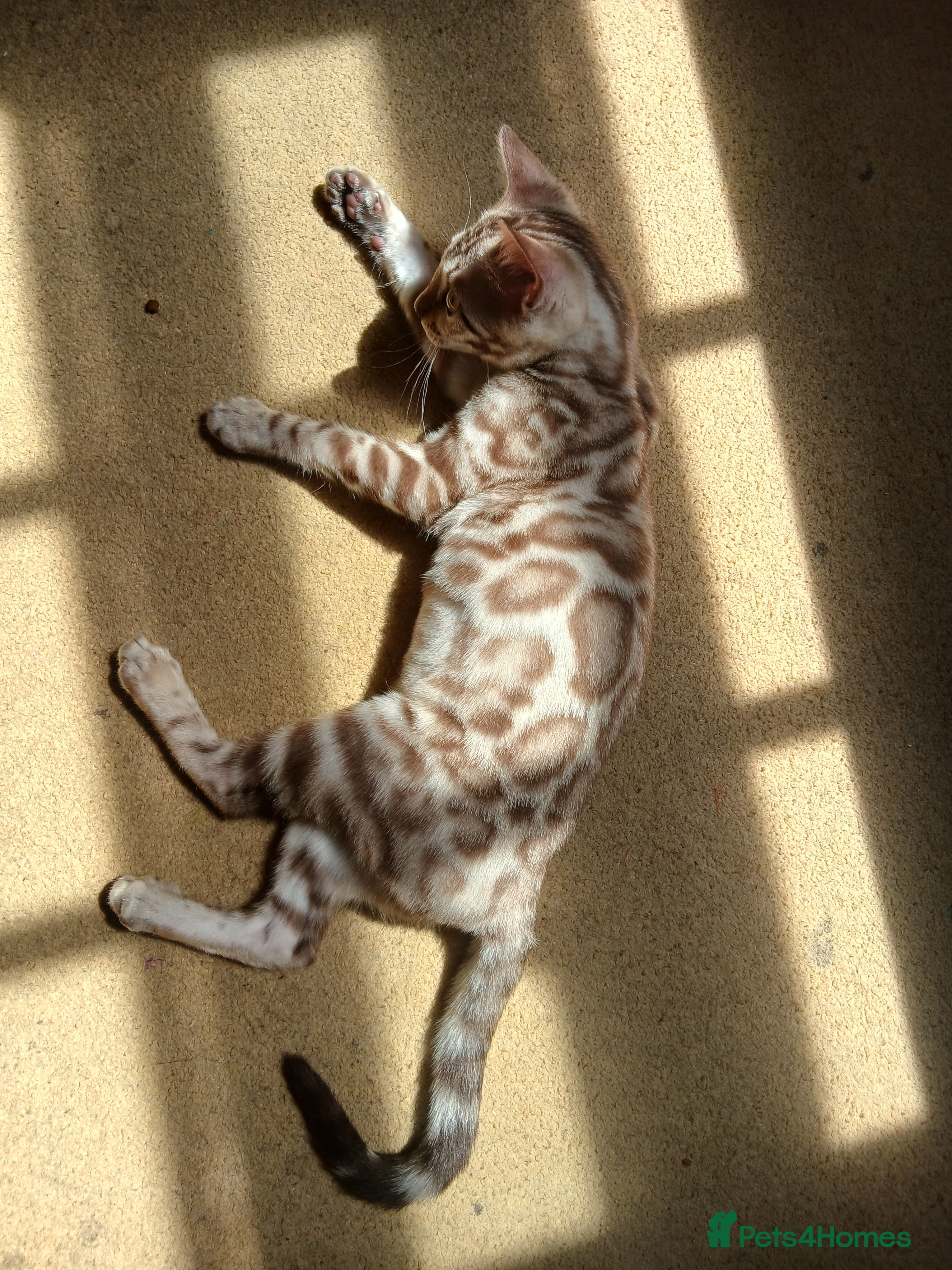 Bengal cats Family raised TICA Bengal kittens READY NOW - Advert 7