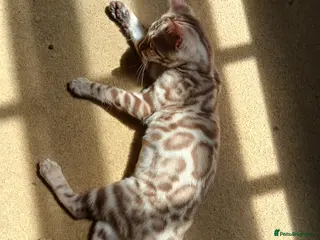Bengal cats Family raised TICA Bengal kittens READY NOW - Advert 7