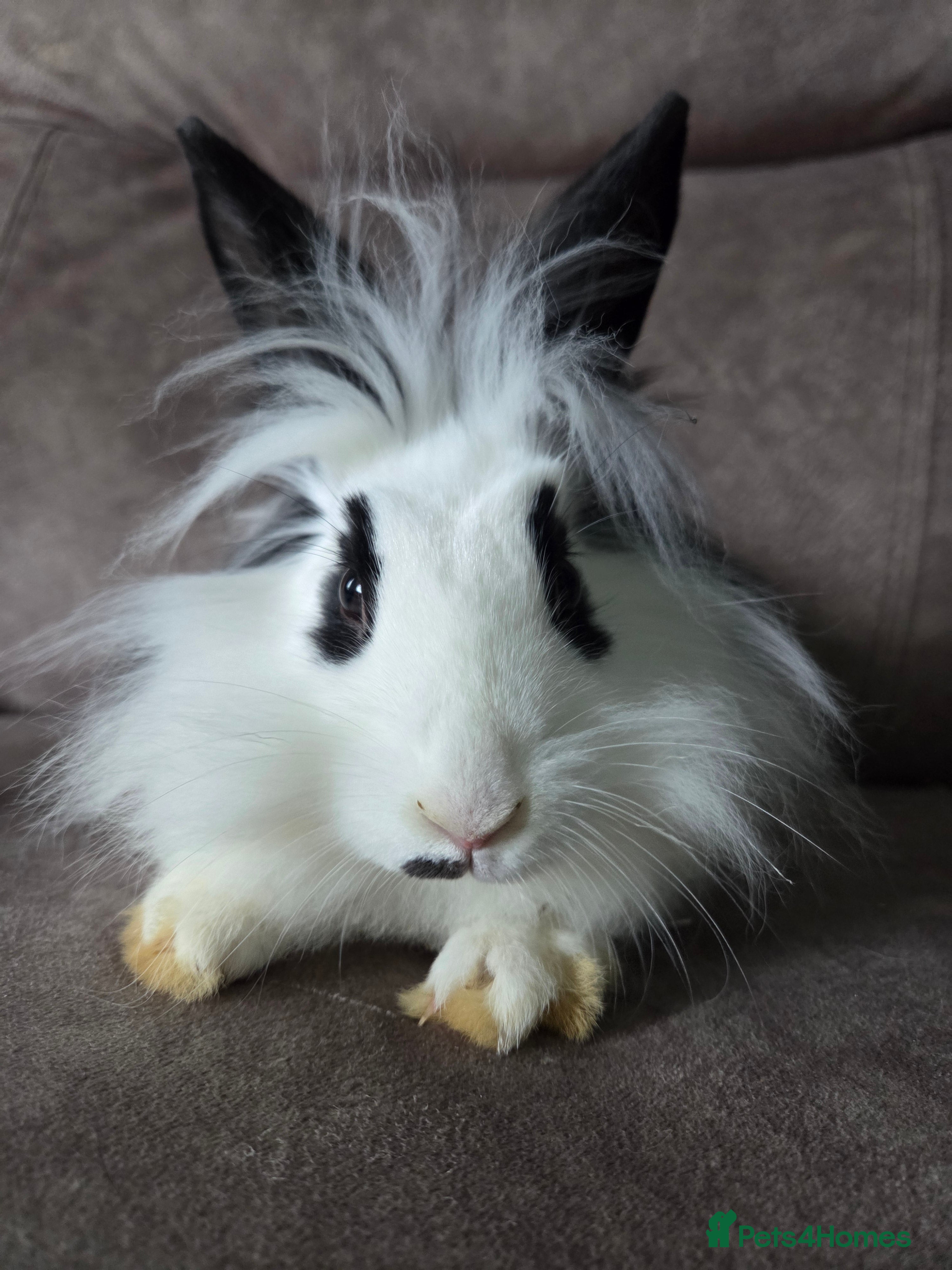 Lionhead rabbits Lion head x English spot Rabbits 14wk last onr - Advert 11