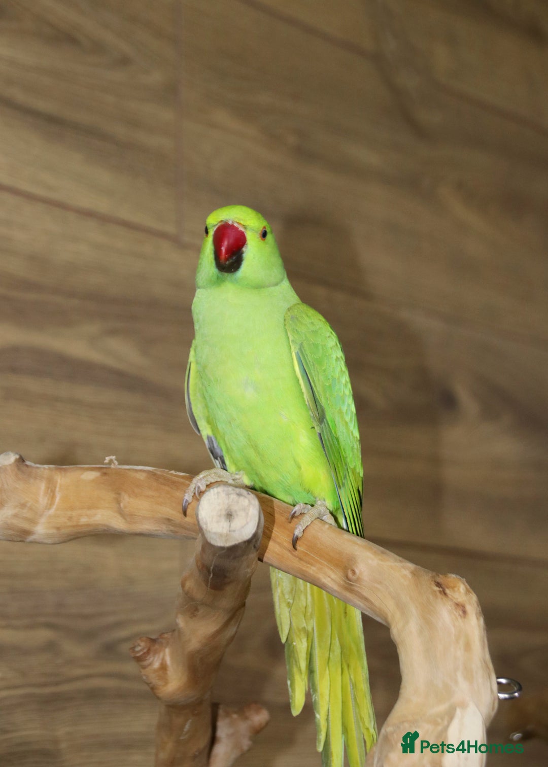 Parrots birds for sale: Talking Parrot and bird Available - Advert 4