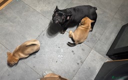 Mixed Breed dogs for sale: Two Gorgeous Boys ready to go! - Image 7