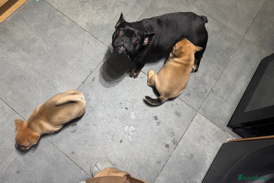 Mixed Breed dogs for sale: Two Gorgeous Boys ready to go! - Image 7
