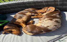 Miniature Dachshund dogs for stud: Dapple miniature dachshund for stud - Image 3