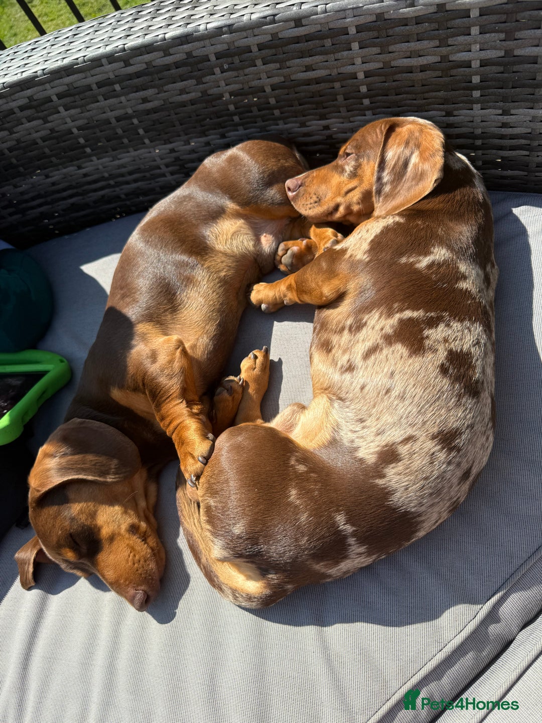 Miniature Dachshund dogs for stud: Dapple miniature dachshund for stud - Image 3