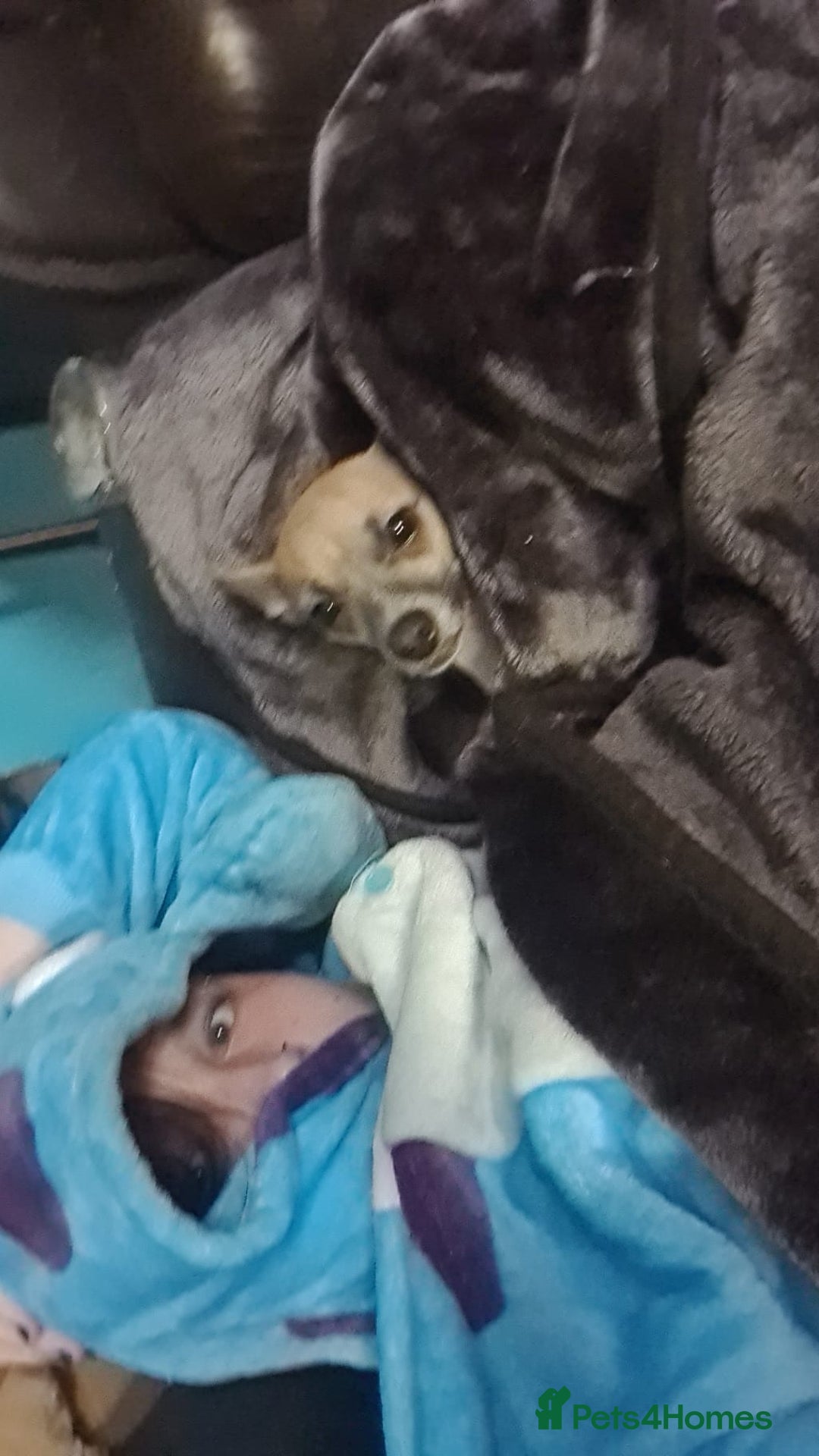 Chihuahua dogs for sale: Apple head chihuahua - Image 9