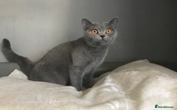 British Shorthair cats for sale: beautiful BSH girl (one girl left)  - Image 23