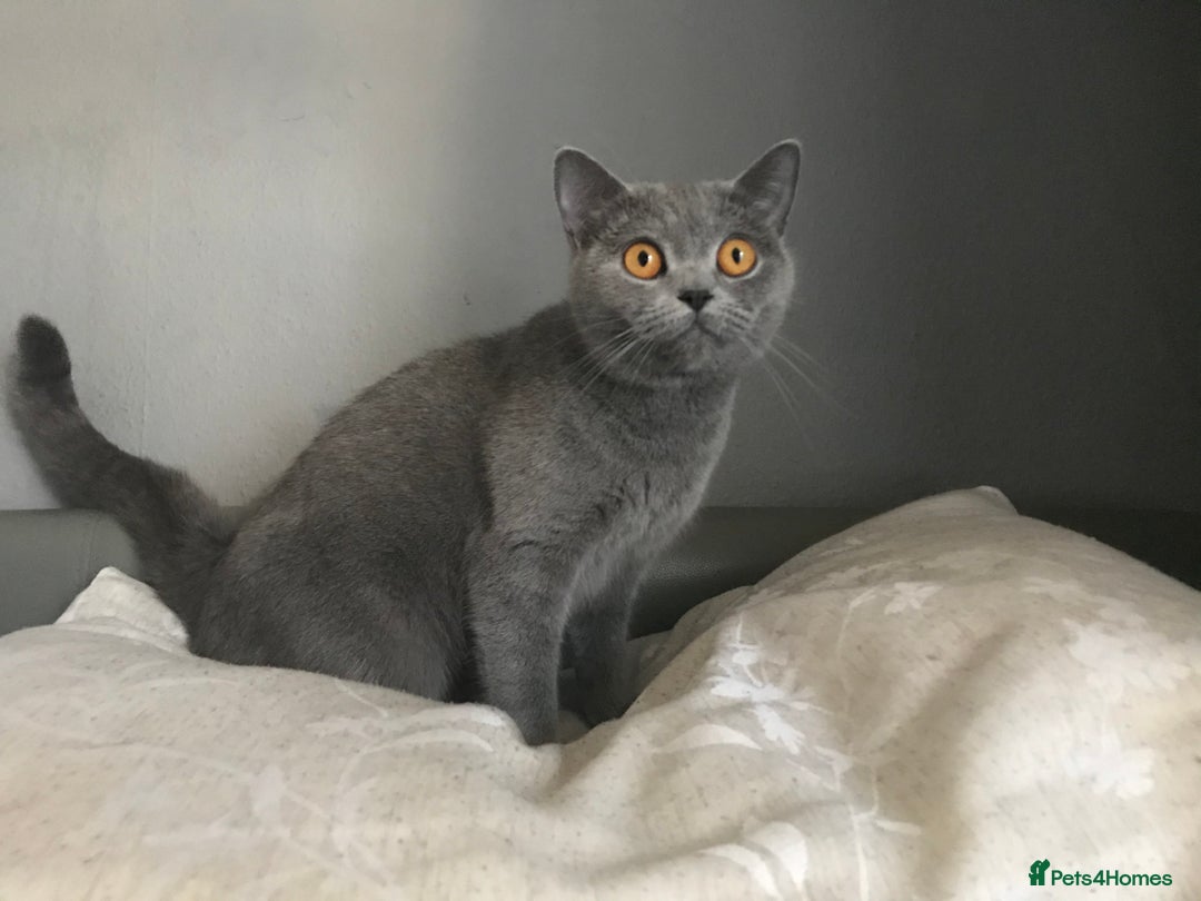British Shorthair cats for sale: beautiful BSH girl (one girl left)  - Image 23